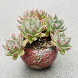Succulents plants 🪴 (Echeveria Paint barrel)
