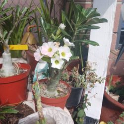 Rosa Del Desierto $25