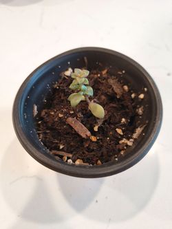 Starter Graptopetalum Bronz 3.5" Pot