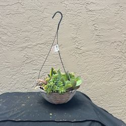 Hanging Succulents Arrangement 