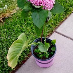 Atiene 2 plantas alcatraz y otra de jardin