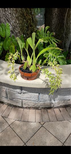 Orchid coelogyne pandurada