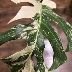 Variegated Monstera Albo One Leaf Cutting (pls Read Description Below)