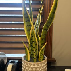 Faux Potted Snake Plant