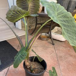 Elephant Ear $28 Each