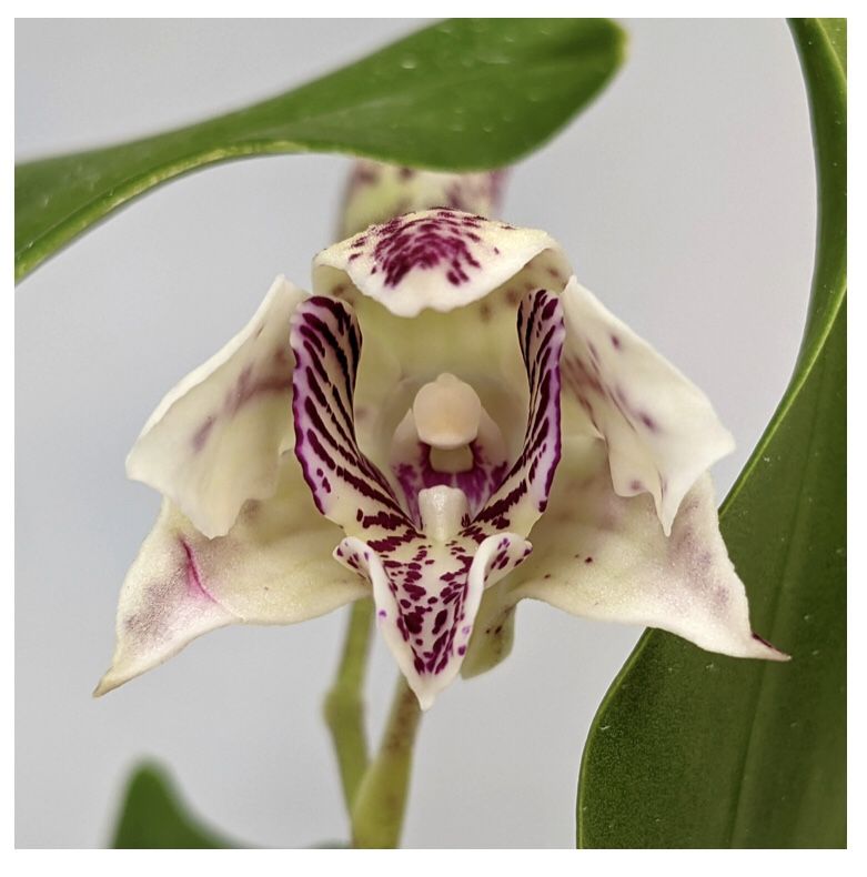 Orchids- Dendrobium Royal Chip