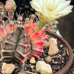 Gymnocalycium mihanovichii f.variegata