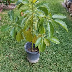Avocado 🥑 Tree