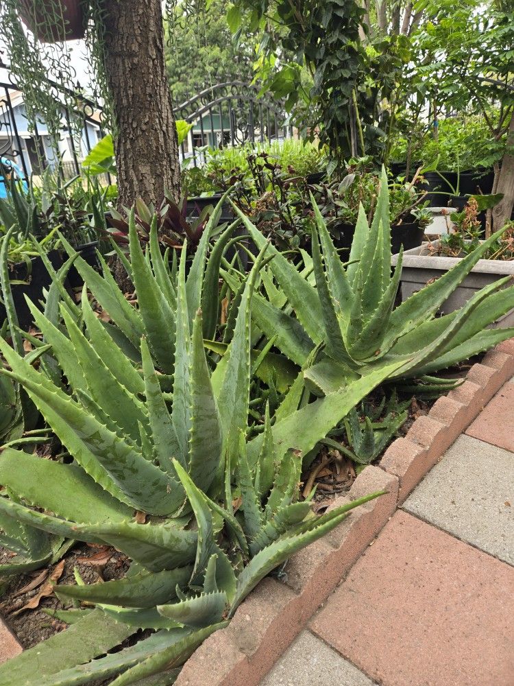 Aloe Vera Plant, Very Large Plant, Good For Landscaping.