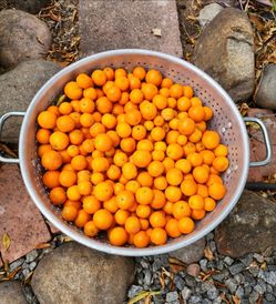 Calamansi fruit
