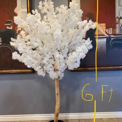New Cherry Blossom Tree 6Ft Tall $100