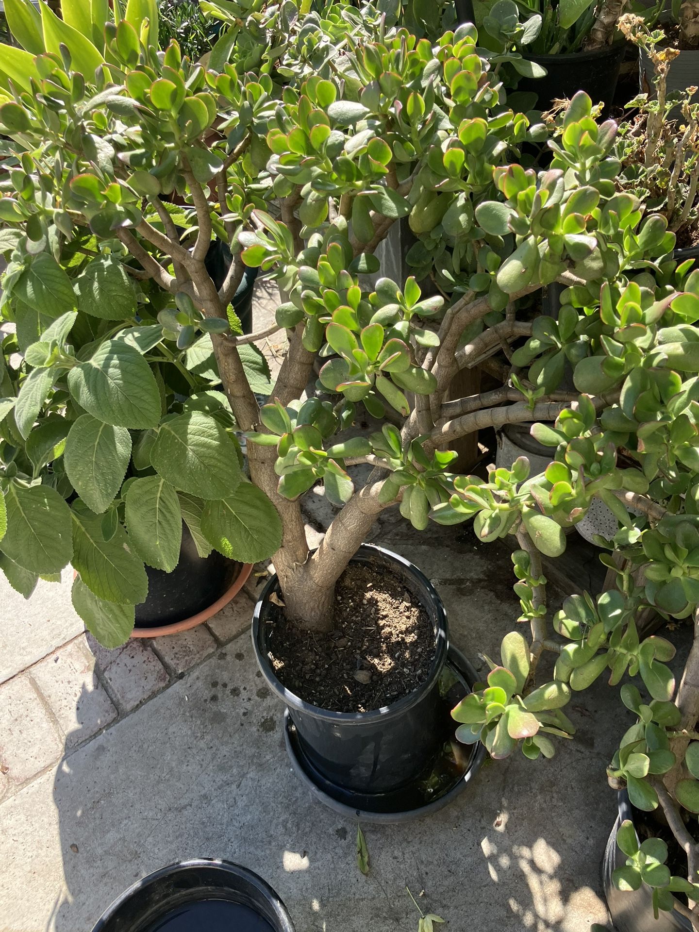 Jade Plant $10