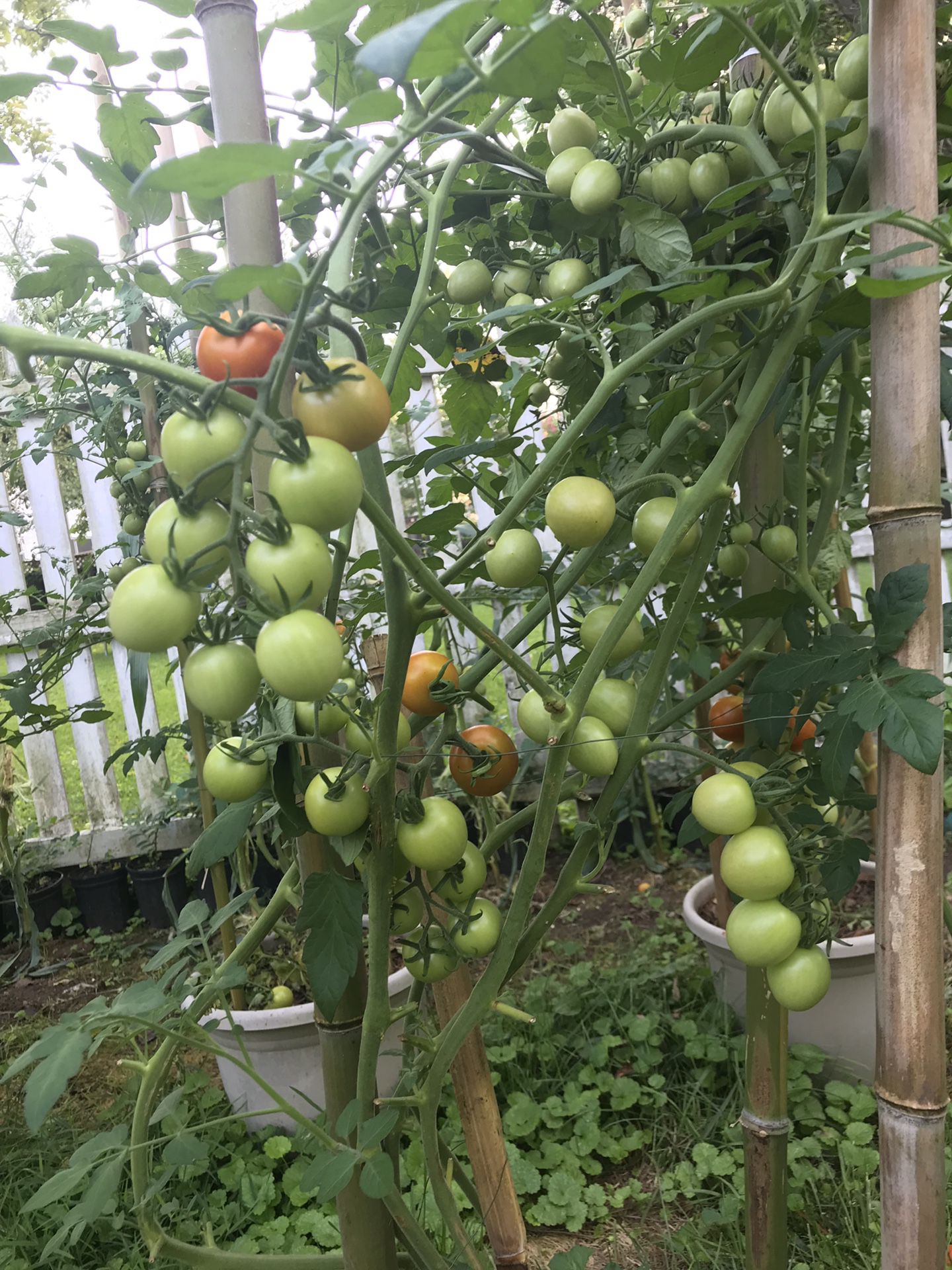 Tomato plants