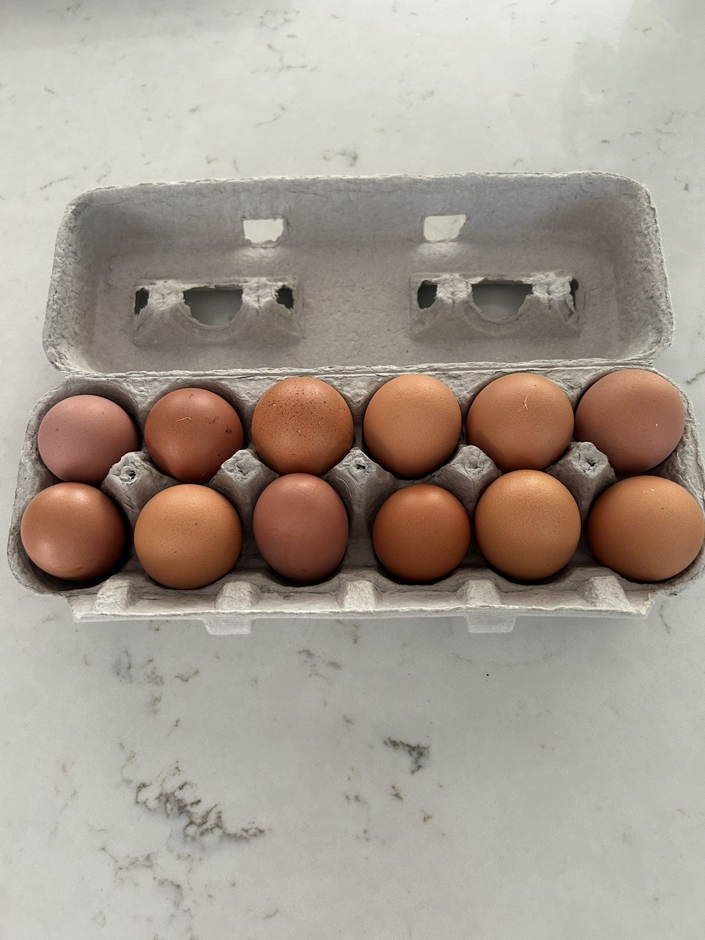 Free Range Eggs
