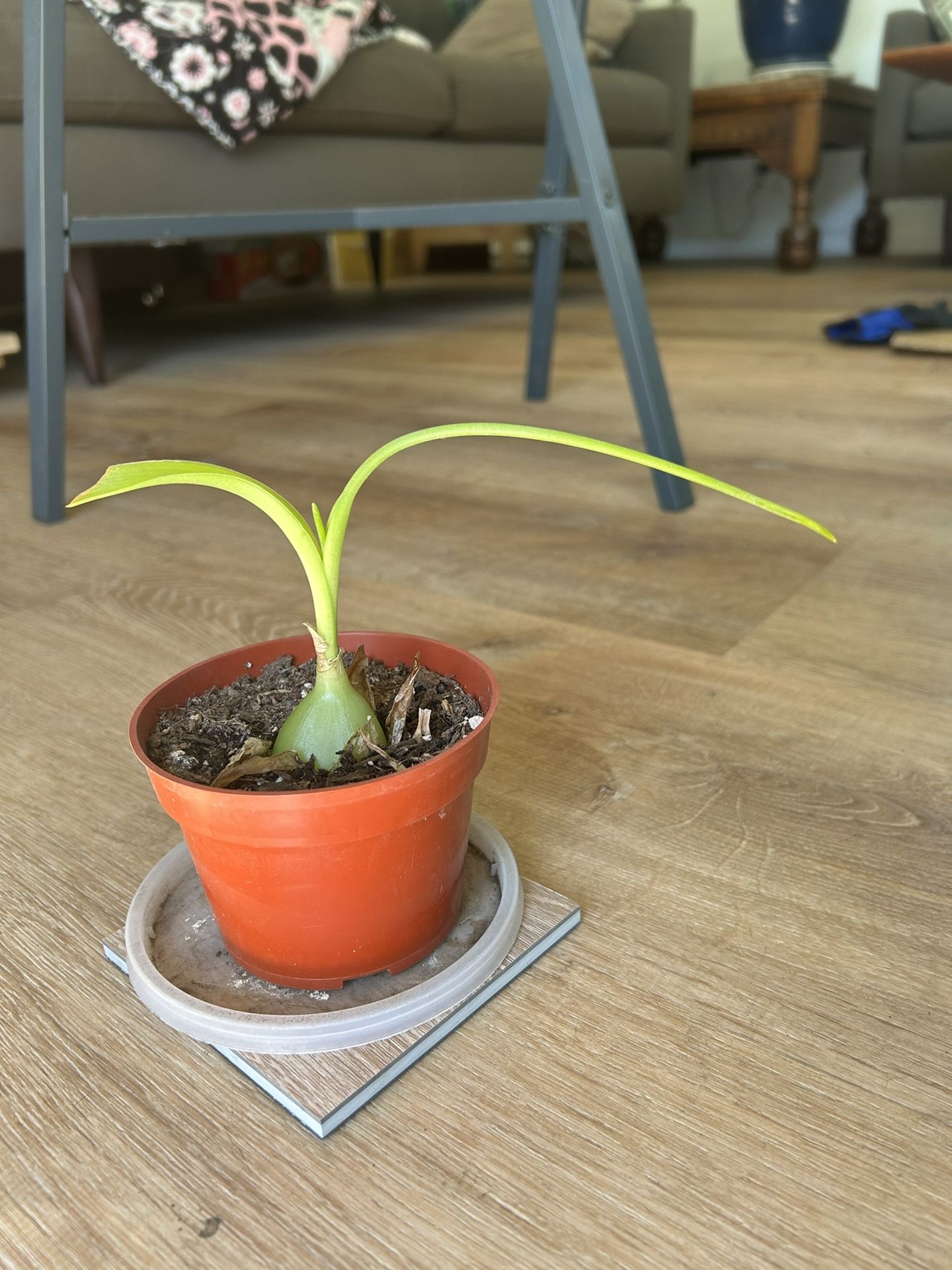 Pregnant Onion Succulent