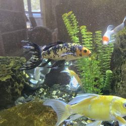 Ponds & Aquarium Use 