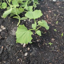 Cucumber Plants