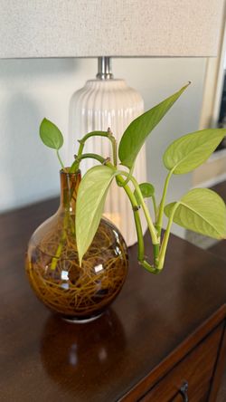 Plant with glass vase
