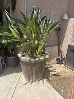 Bird of paradise with pot