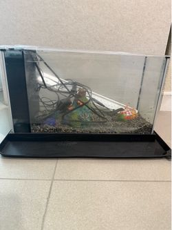 Fluval spec 5 gallon