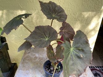 Begonia Jungle Variety