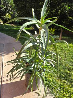 Aloe Vera Plant Medesinal