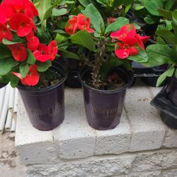 Corona De Cristo Diferentes Colores 