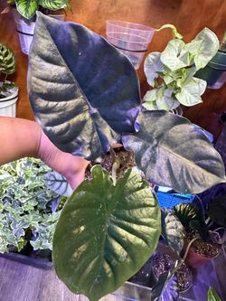 Rare Alocasia infernalis Black Magic
