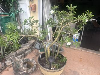 Huge… Giant Desert Rose.    25 Gallon Pot.     White  Flowers / White Flowers With Pick Shades 