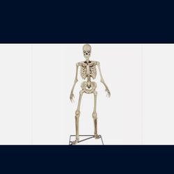 3 ft. LED Skeleton