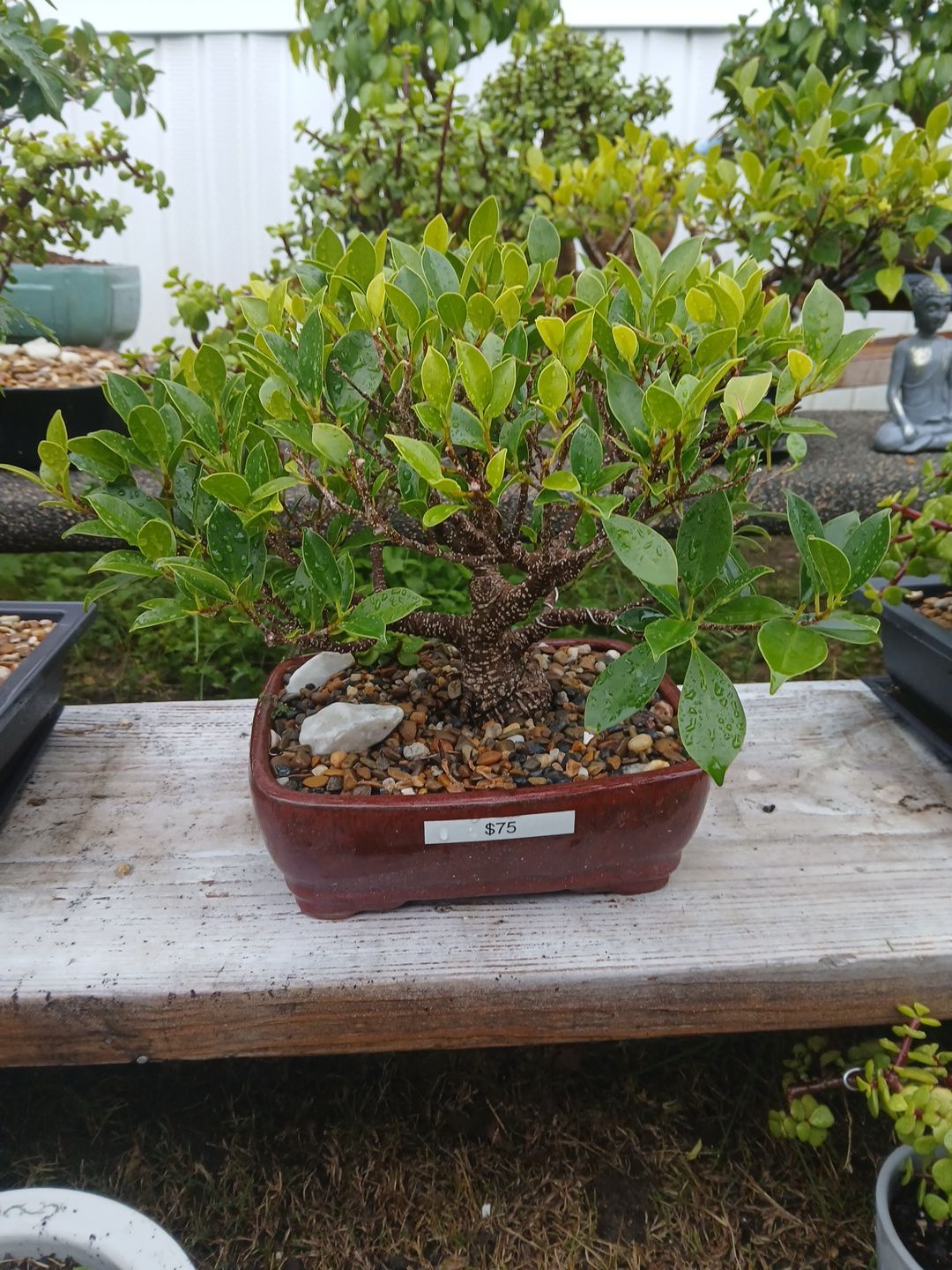 Bonsai