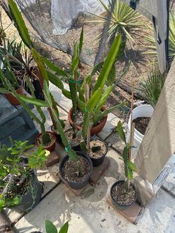 Dragon fruit - 1gal