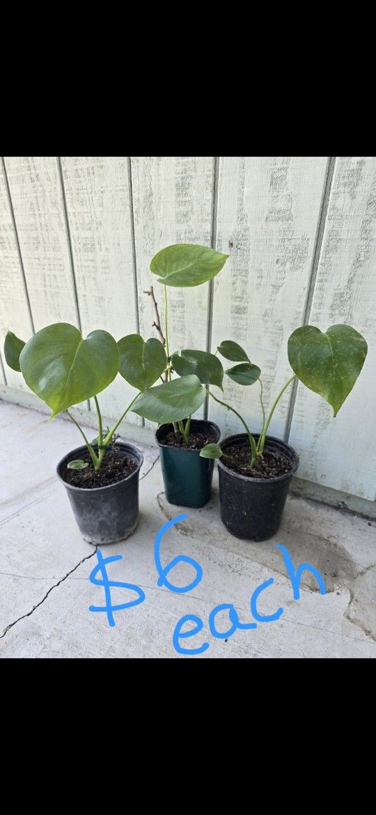 Plants