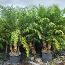 Beautiful Robollinis Palms About 6 Feet Tall!!! Fertilized 