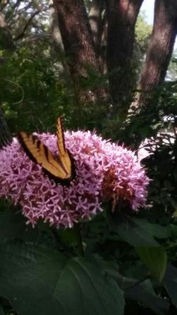 butterfly plants!