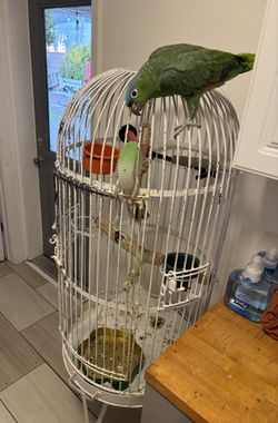 Parakeet cage
