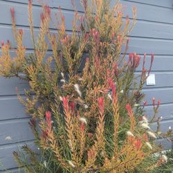 Conebush, Kangaroo Paw, And Cosmos Flowers 