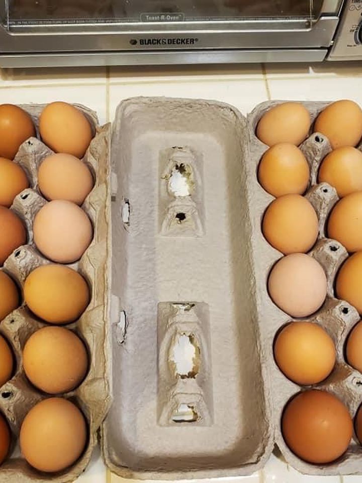 Free range eggs no GMO $4.50
