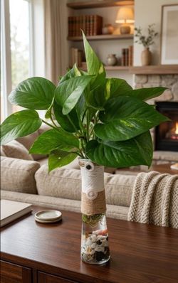 🌿  Golden Pothos Plant in 12" Rustic Glass Decor | Indoor Houseplant | Modern Decor