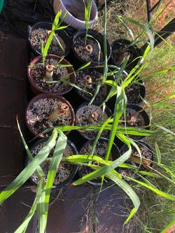 Sugar cane plant 1 gallon