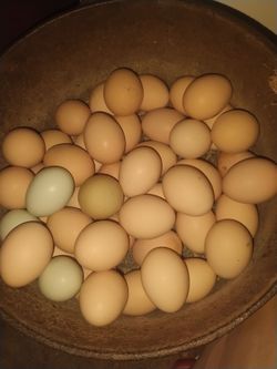 Fresh eggs