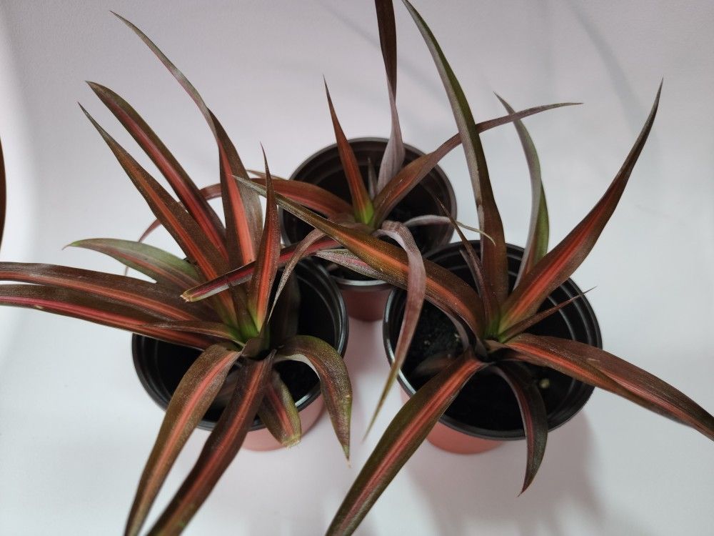 Ananas lucidus 'Lava Burst' Orange Variegated Pineapple House Plant