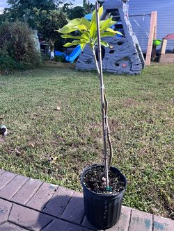 Orange sherbet mango tree