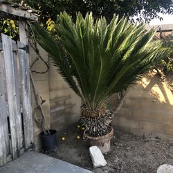 Palm For Sale