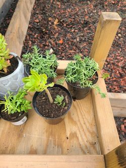 Set of 3 Succulent plants