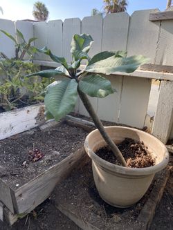 Potted Plumeria.  Unsure Of Flower Color. Located in North Park 92104 