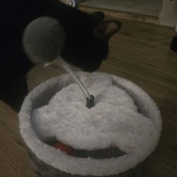 Cat Toy