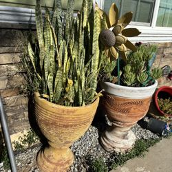 Pot And Plants 