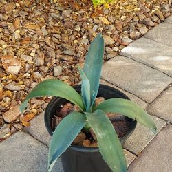 Living Plant 🌱 Agave Americana ::: 5"H Pot ::: Outdoor