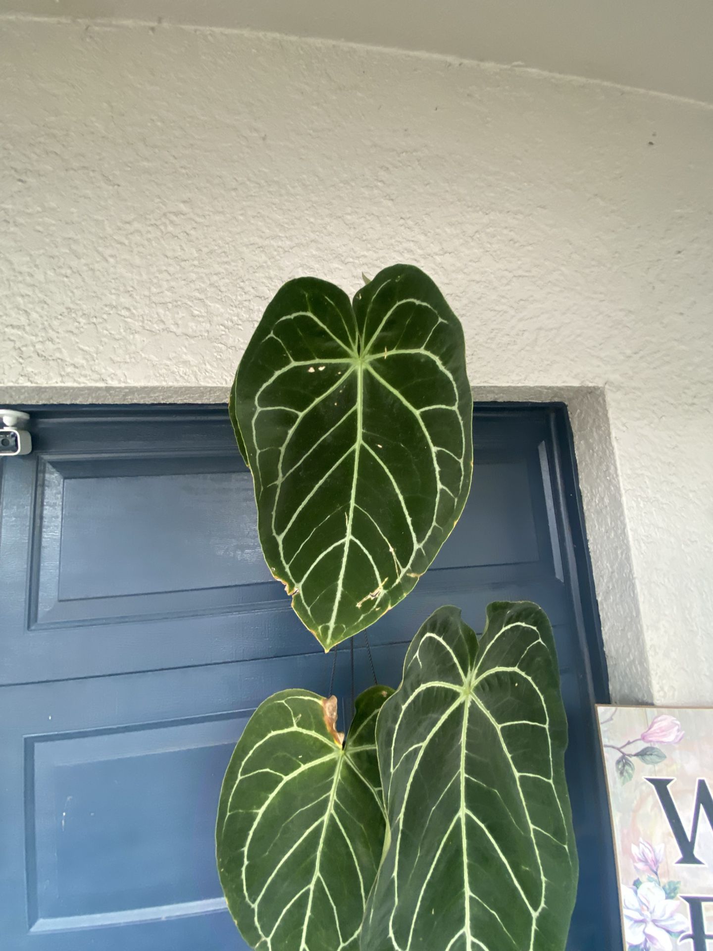 Anthurium Crystal